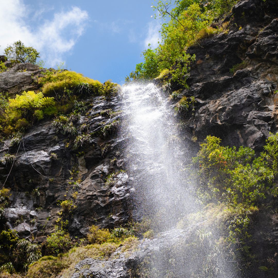 Les Gorges de la Rivière Noire : Immersion dans la forêt tropicale
